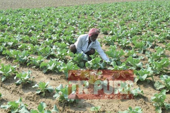 Tripura farmers start winter vegetable cultivation Tripura farmers start winter vegetable cultivation